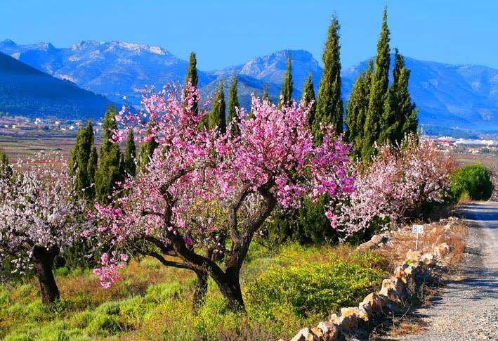 Mandelblüte auf Mallorca_Ben Müller Immobilien